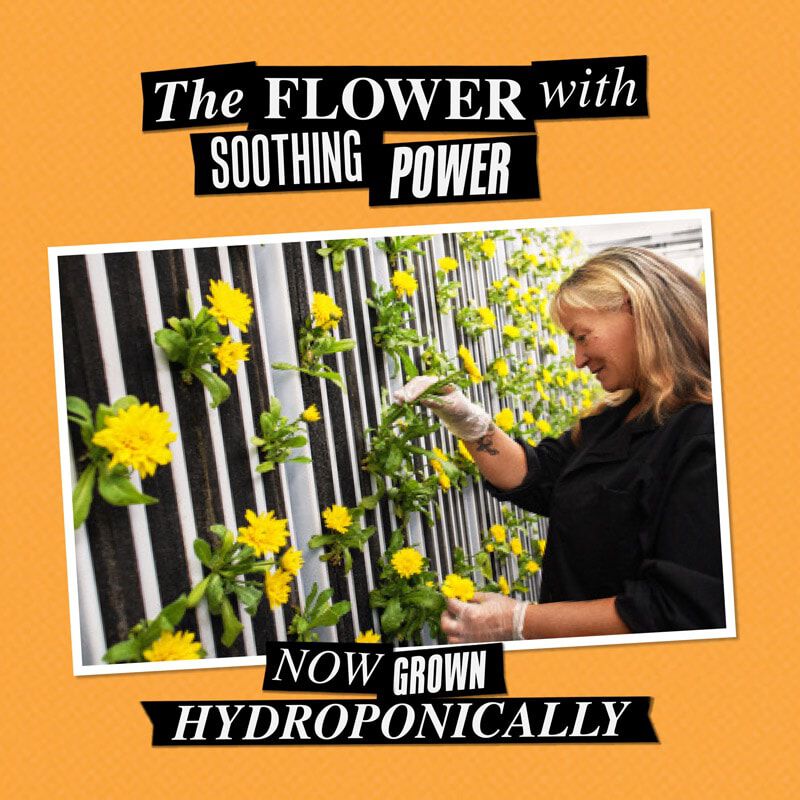 Calendula Herbal Extract Alcohol-Free Toner